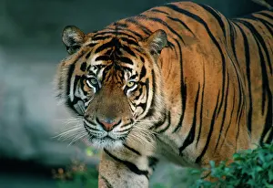 Sumatrae: Sumatran TIGER - close-up head