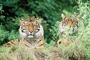 Sumatra: Sumatran Tiger - Endangered