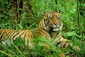 Sumatrae: Sumatran Tiger - lying in rainforest
