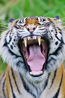 Sumatrae: Sumatran Tiger - with mouth wide open