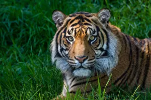 Sumatrae: Sumatran Tiger (Panthera tigris)