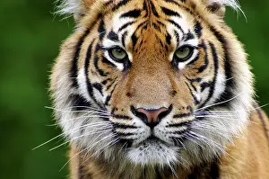Sumatrae: Sumatran tiger (Panthera tigris sumatrae), Portrait