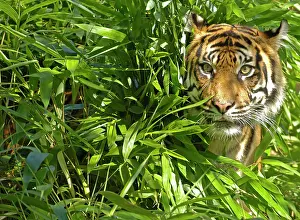Places: Sumatran Tiger (Panthera tigris sumatrae)