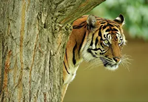 Sumatrae: Sumatran tiger (Panthera tigris sumatrae)
