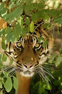 Sumatrae: Sumatran Tiger (Panthera tigris sumatrae), portrait