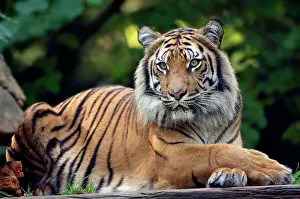 Sumatrae: Sumatran Tiger (Panthera tigris sumatrae)