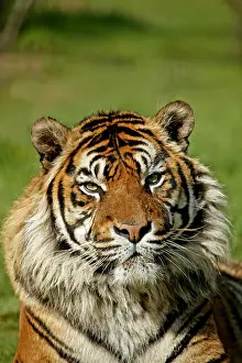 Sumatrae: Sumatran Tiger (panthera tigris sumatrae), Portrait of Adult