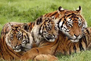 Tigress: Sumatran Tiger (panthera tigris sumatrae), Mother with Cub