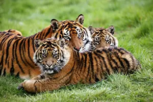 Tigress: Sumatran Tiger (panthera tigris sumatrae), Mother and Youngs