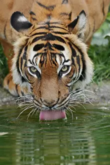 Indonesian: Sumatran tiger (Panthera tigris sumatrae), drinking