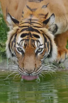 Indonesian: Sumatran tiger (Panthera tigris sumatrae), drinking