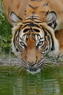 Indonesian: Sumatran tiger (Panthera tigris sumatrae), drinking