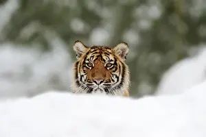 Indonesian: Sumatran tiger (Panthera tigris sumatrae) in the