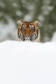 Indonesian: Sumatran tiger (Panthera tigris sumatrae) in the