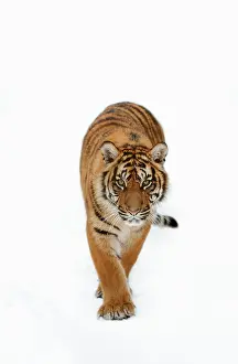 Indonesian: Sumatran tiger (Panthera tigris sumatrae) in the