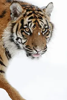 Indonesian: Sumatran tiger (Panthera tigris sumatrae) in the