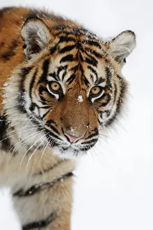 Indonesian: Sumatran tiger (Panthera tigris sumatrae) in the