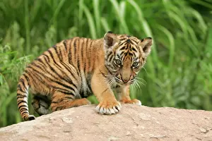 Sumatrae: Sumatran Tiger (Panthera tigris sumatrae), cub