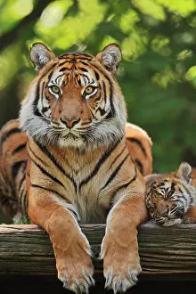 Indonesian: Sumatran tiger (Panthera tigris sumatrae), female