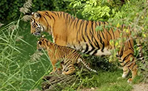 Sumatra: Sumatran tiger (Panthera tigris sumatrae) mother
