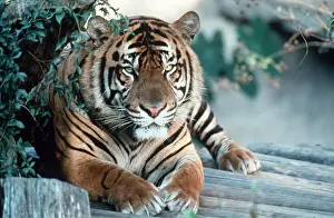 Elizabeth Bomford: Sumatran TIGER - sitting close-up