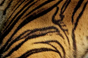 Sumatrae: Sumatran Tiger - skin pattern