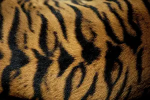 Sumatrae: Sumatran Tiger - skin pattern on back Indonesia
