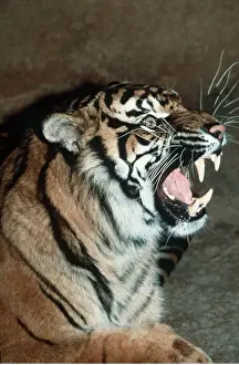 Snarling: Sumatran TIGER - snarling