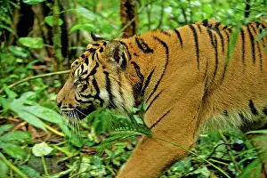 Sumatrae: Sumatran Tiger - walking in rainforest