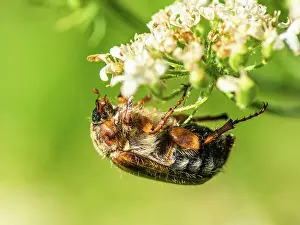 200722: Summer Chafer, Amphimallon solstitialis, Devon
