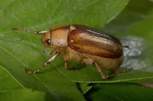 Chafer: Summer Chafer Beetle