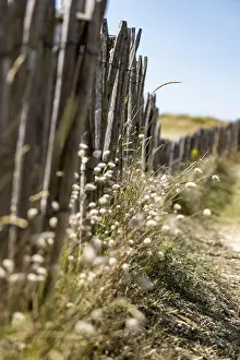 Hares: Summer dune landscape with the wooden picket fence