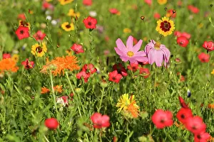 Cosmea: Summer flower mix - colourful summer flower mix