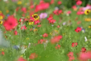 Cosmea: Summer flower mix - colourful summer flower mix