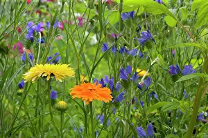 Mixture: Summer Flowers - mixture in garden