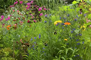Mixture: Summer Flowers - mixture in garden