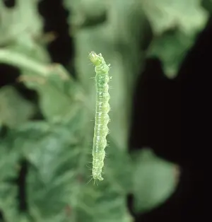 Suspension: Summer Fruit Tortrix caterpillar