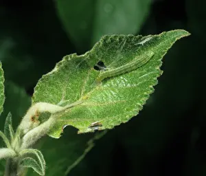 Apple: Summer fruit tortrix caterpillar