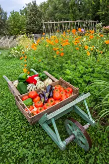 Private: Summer harvest of fruits and vegetables on a wheelbarrow