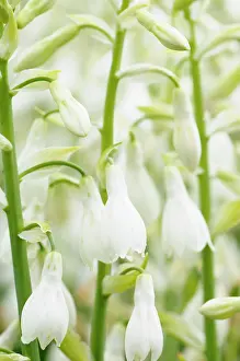 Candicans: Summer Hyacinth, Galtonia candicans, closed up showing