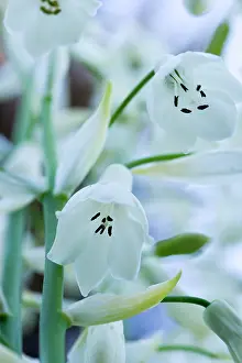 Pendulous: Summer hyacinth, Galtonia candicans, Pendulous white