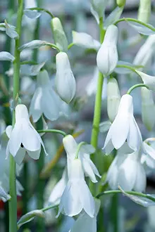 Pendulous: Summer hyacinth, Galtonia candicans, Pendulous white
