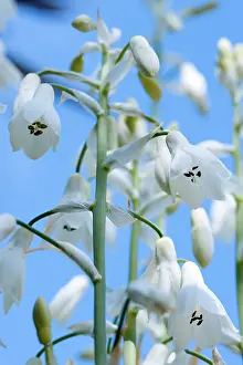 Pendulous: Summer hyacinth, Galtonia candicans, Pendulous white