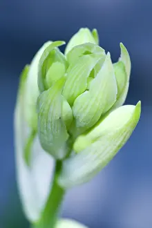 Opening: Summer hyacinth, Galtonia candicans, Pendulous white