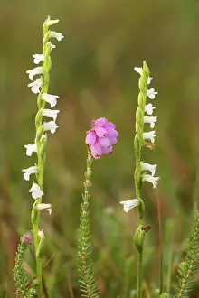Spiranthes: Summer Ladies Tresses - recently extinct in UK