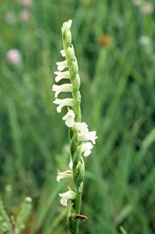 Tresses: Summer LadyIs Tresses Orchid