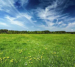 Densely: Summer meadow. Bavaria, Germany, Europe