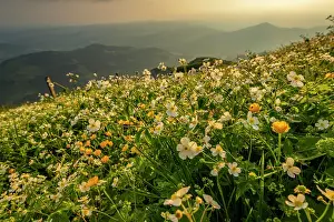 Appenzell: Summer mountain meadow, with Appenzeller Land in