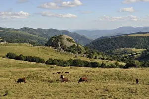 Ard Che: Summer pasture in Upper Ardeche France