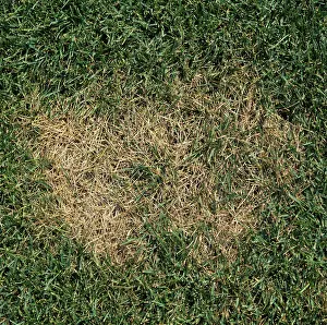 Patch: Summer Patch (Magnaporthe poae) in lawn grass